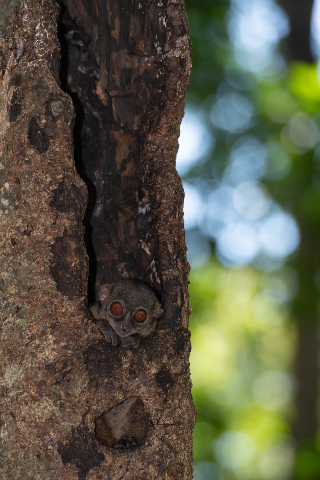 Fauna_Madagascar (11)