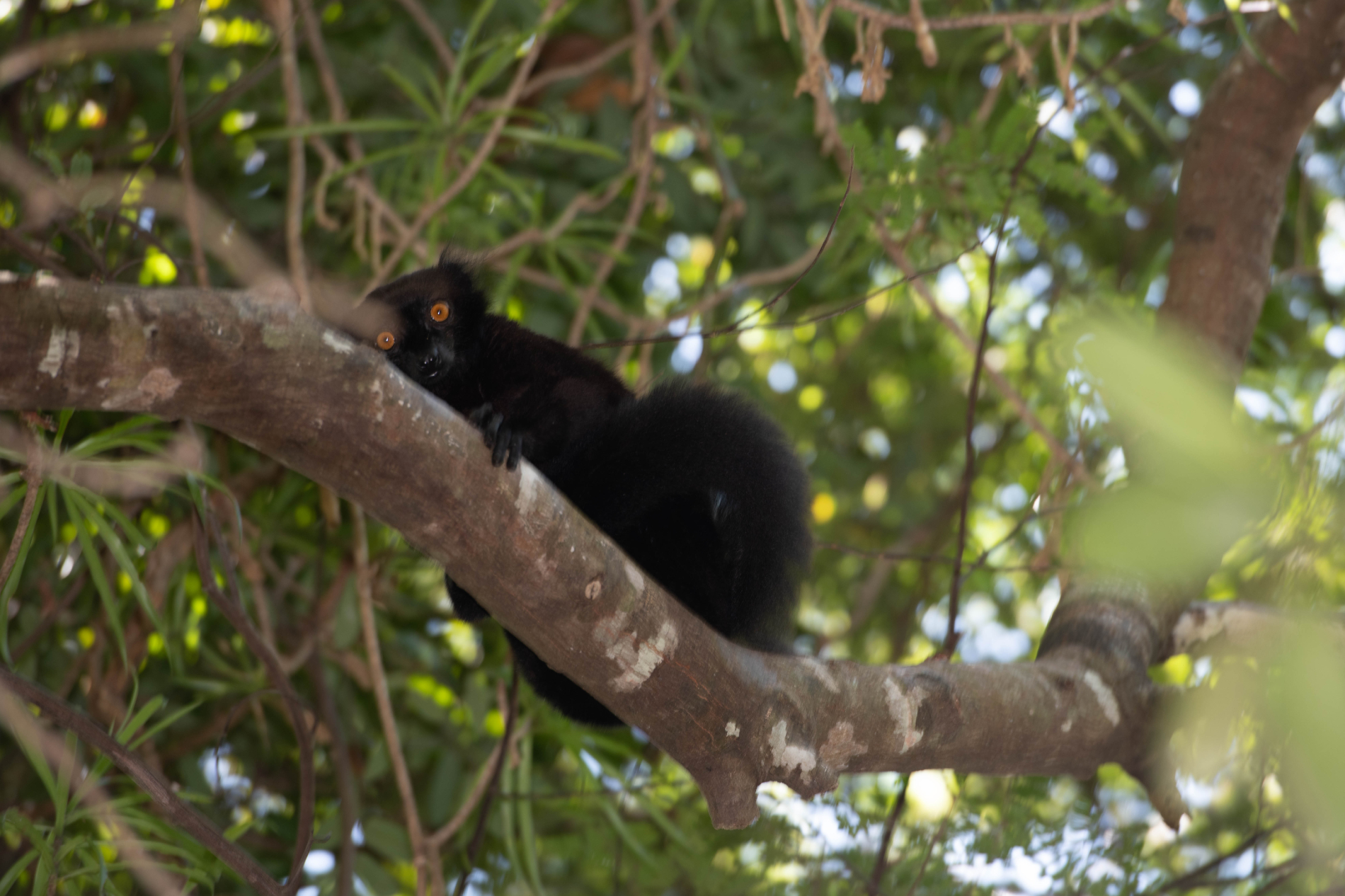 Fauna_Madagascar (14)