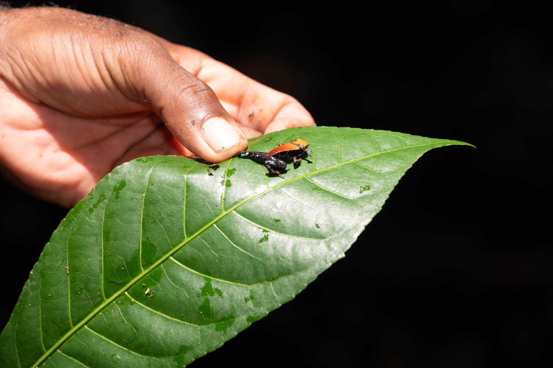 Fauna_Madagascar (16)