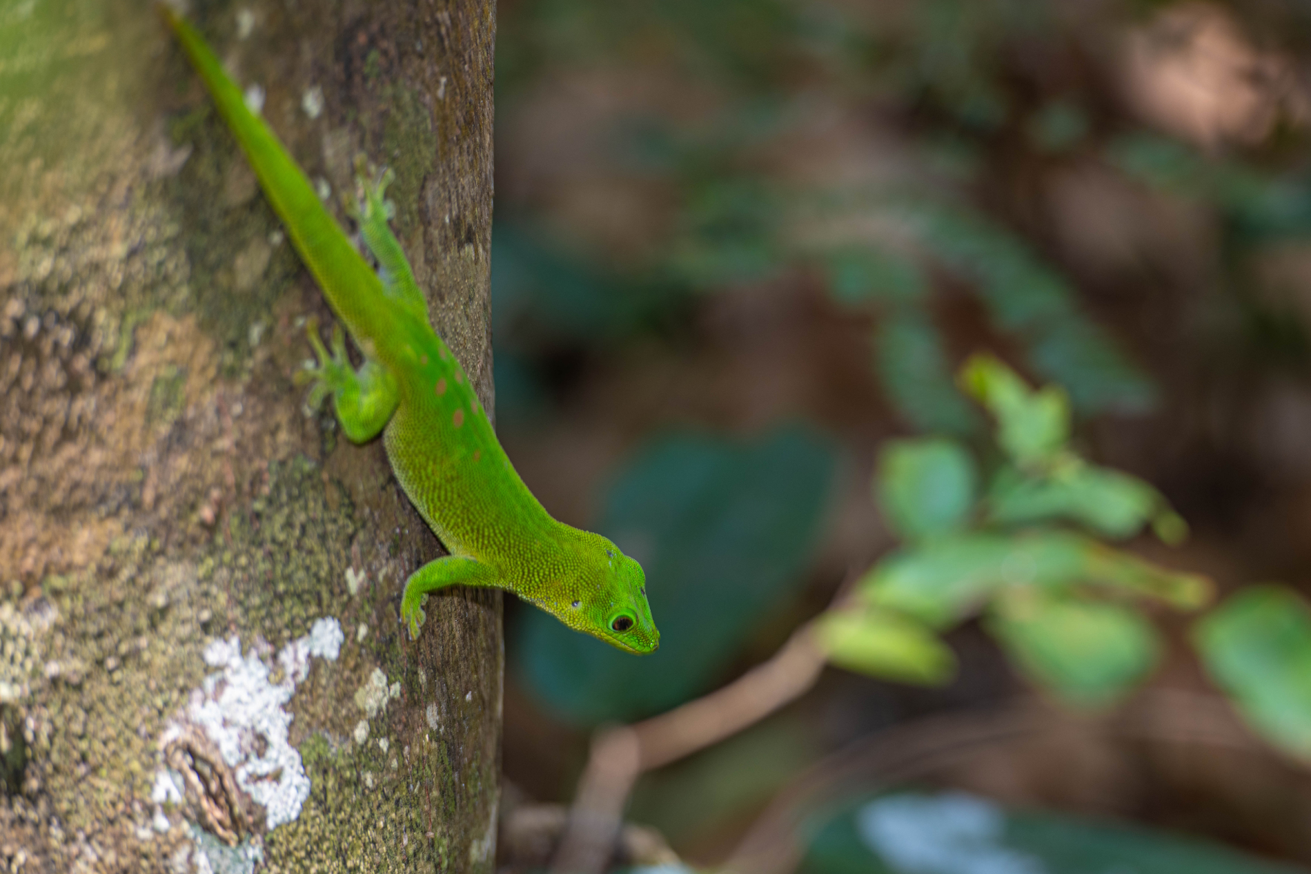 Fauna_Madagascar (17)