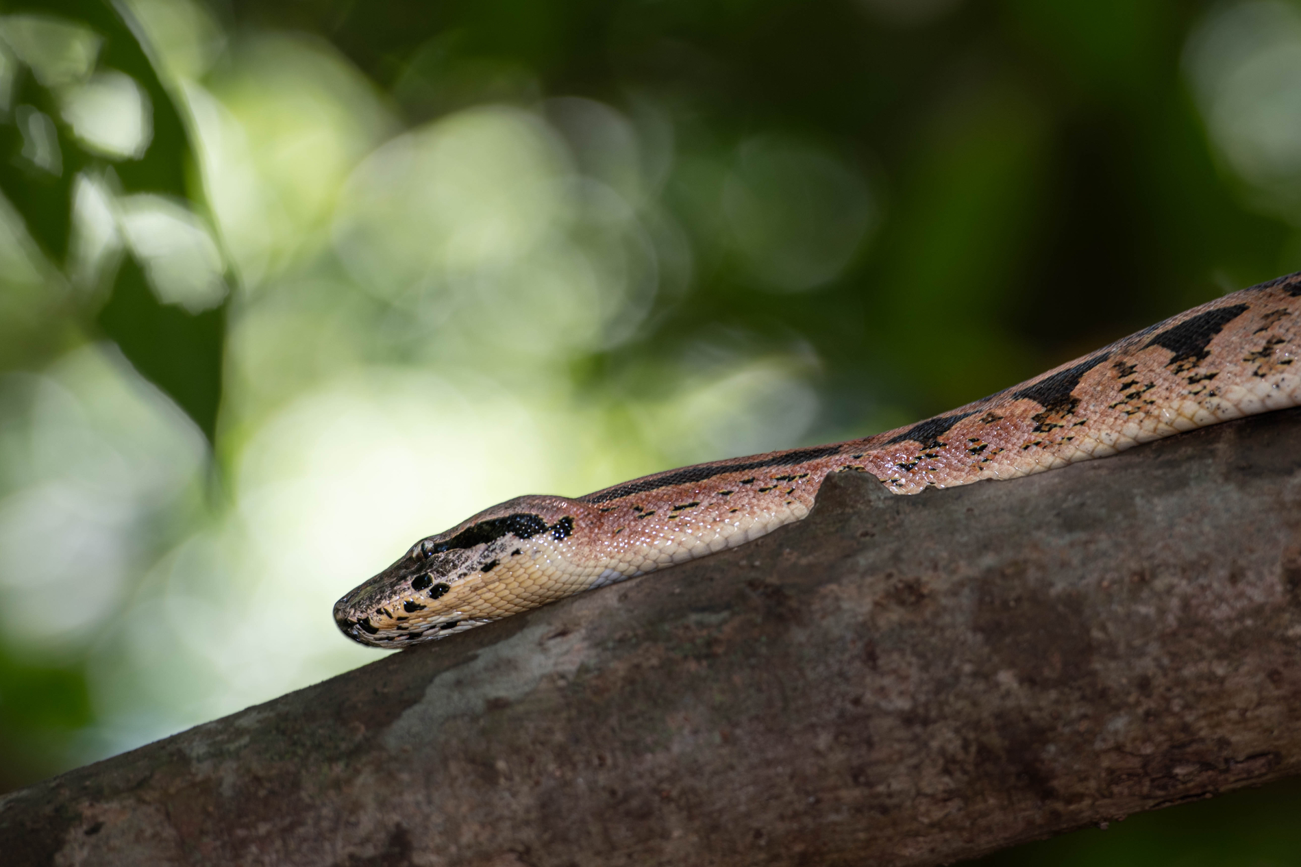 Fauna_Madagascar (19)