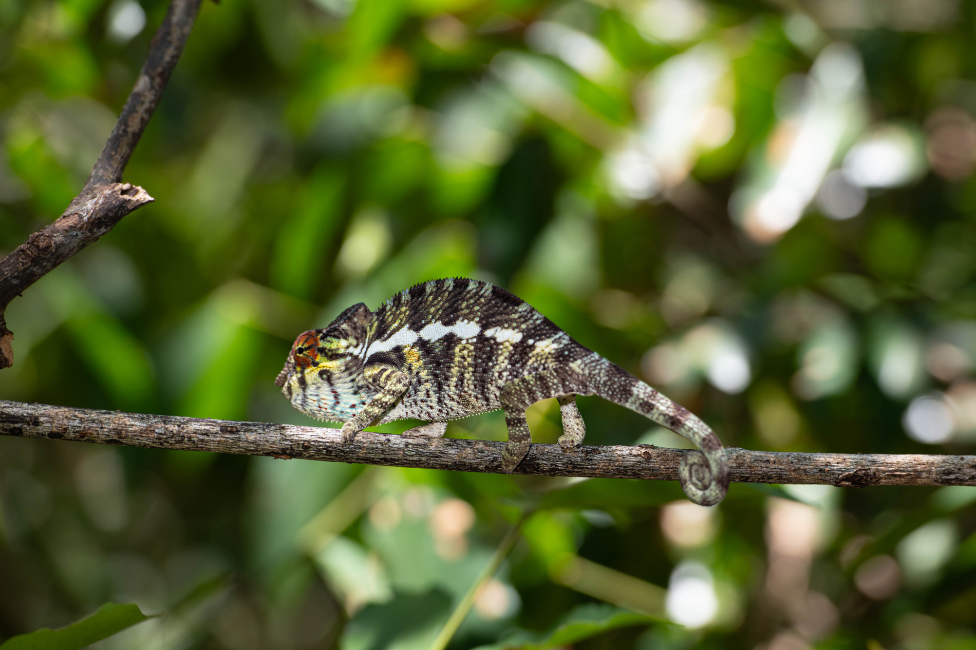 Fauna_Madagascar (21)