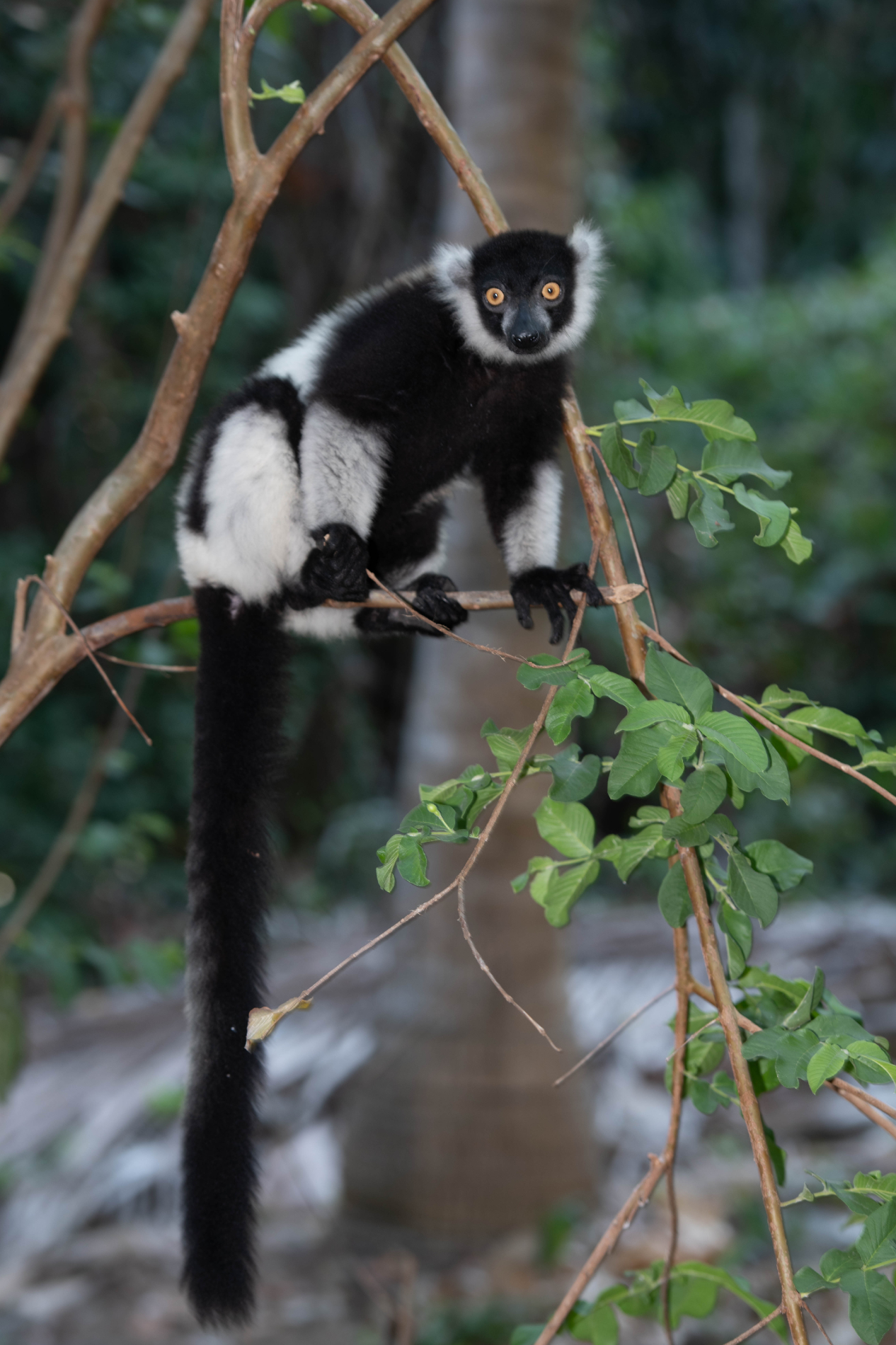 Fauna_Madagascar (23)