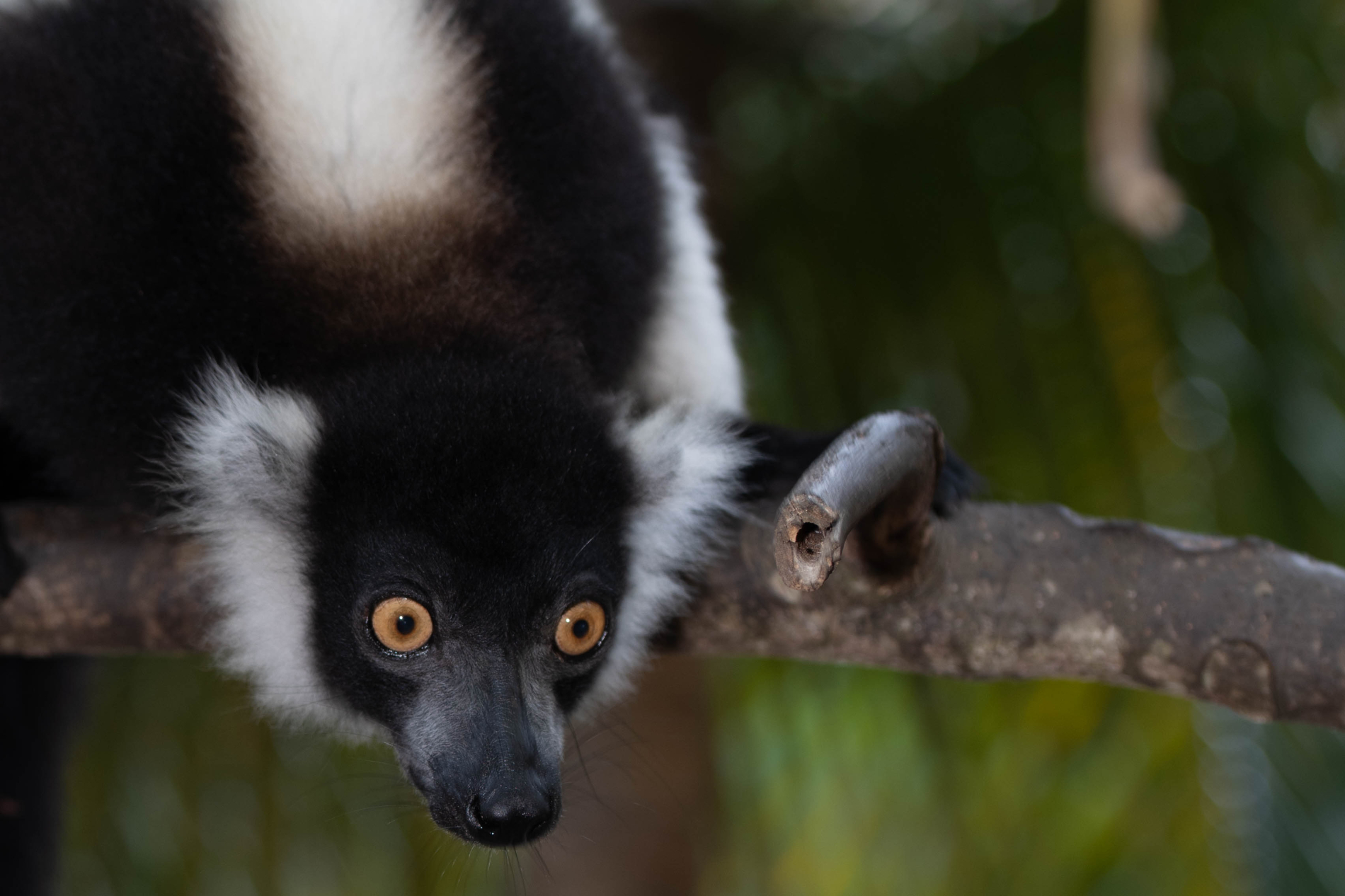 Fauna_Madagascar (25)