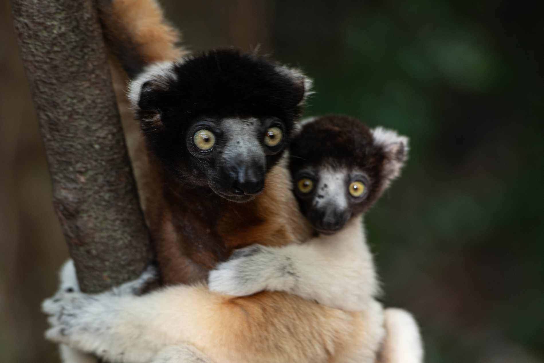 Fauna_Madagascar (26)