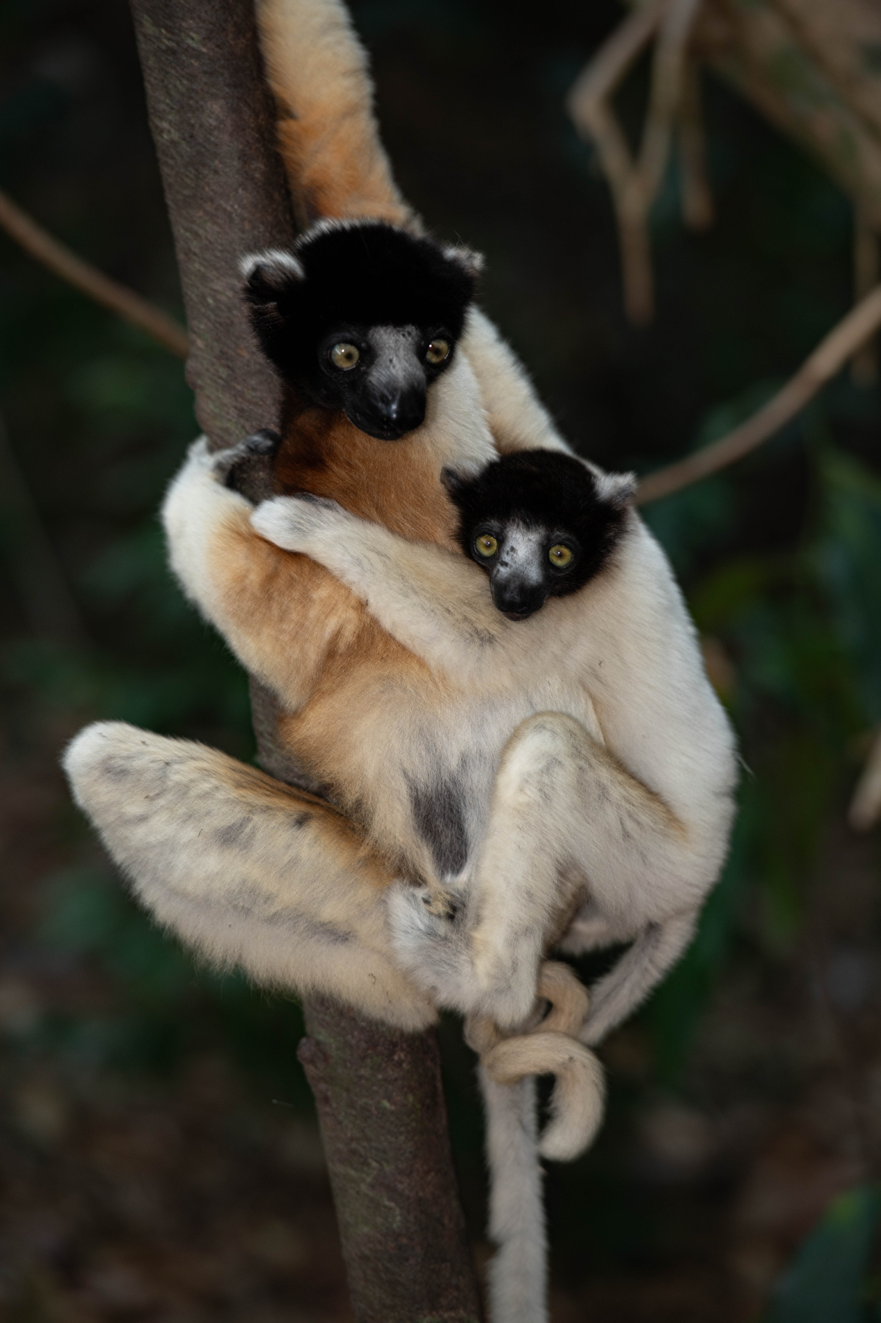 Fauna_Madagascar (28)