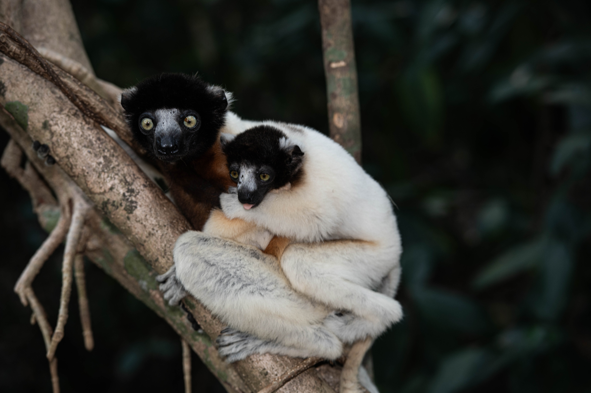 Fauna_Madagascar (29)