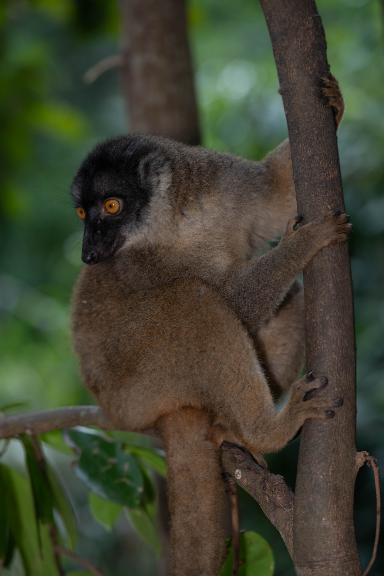 Fauna_Madagascar (32)