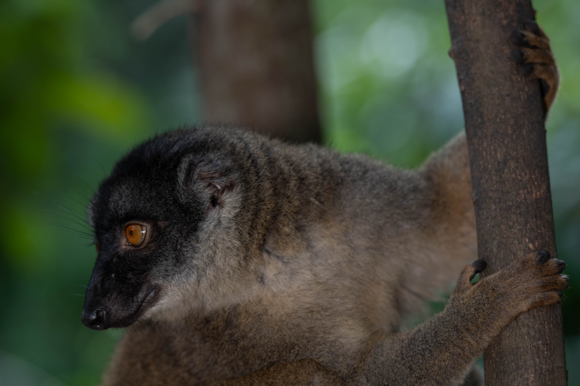 Fauna_Madagascar (33)