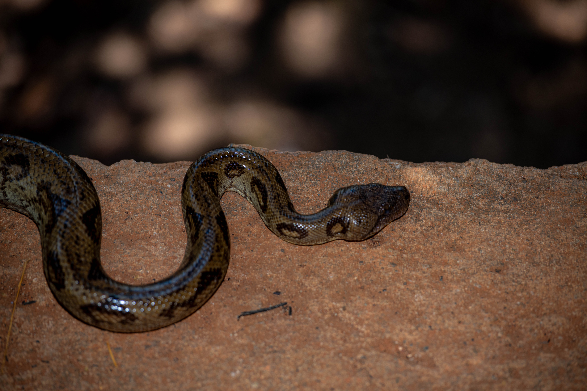 Fauna_Madagascar (36)