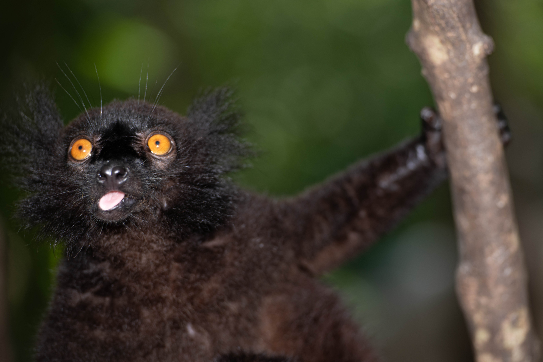 Fauna_Madagascar (38)