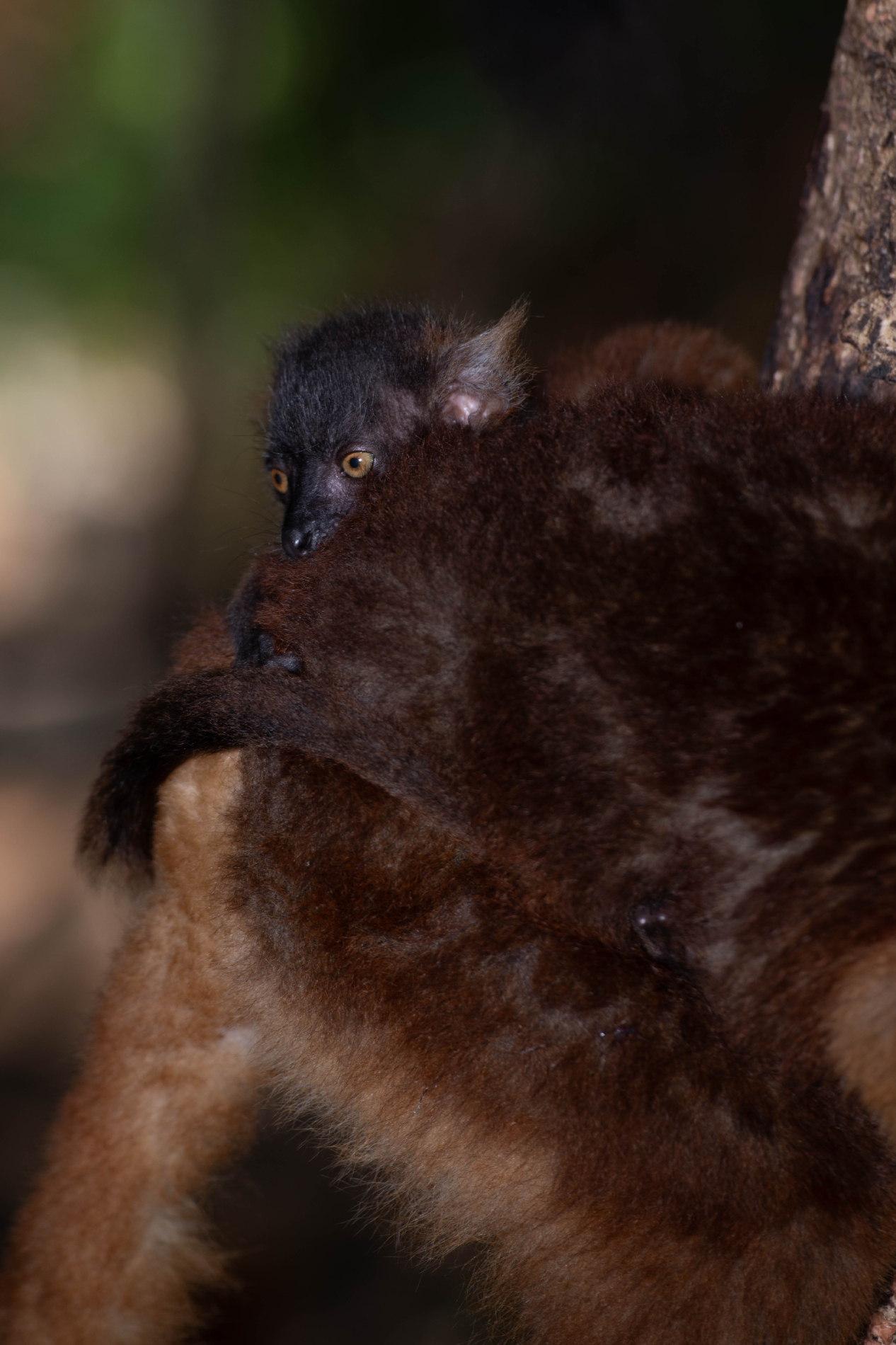 Fauna_Madagascar (40)