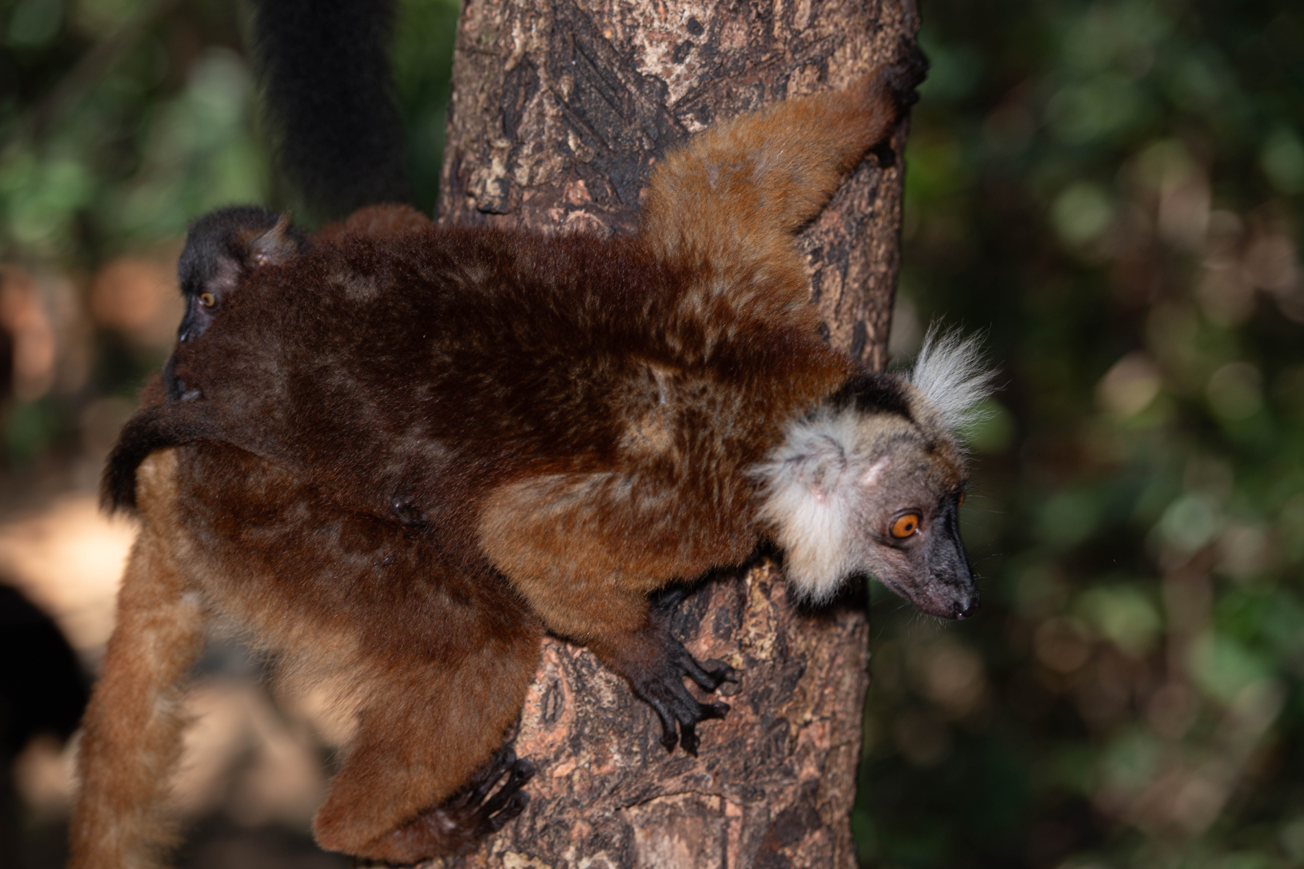 Fauna_Madagascar (41)