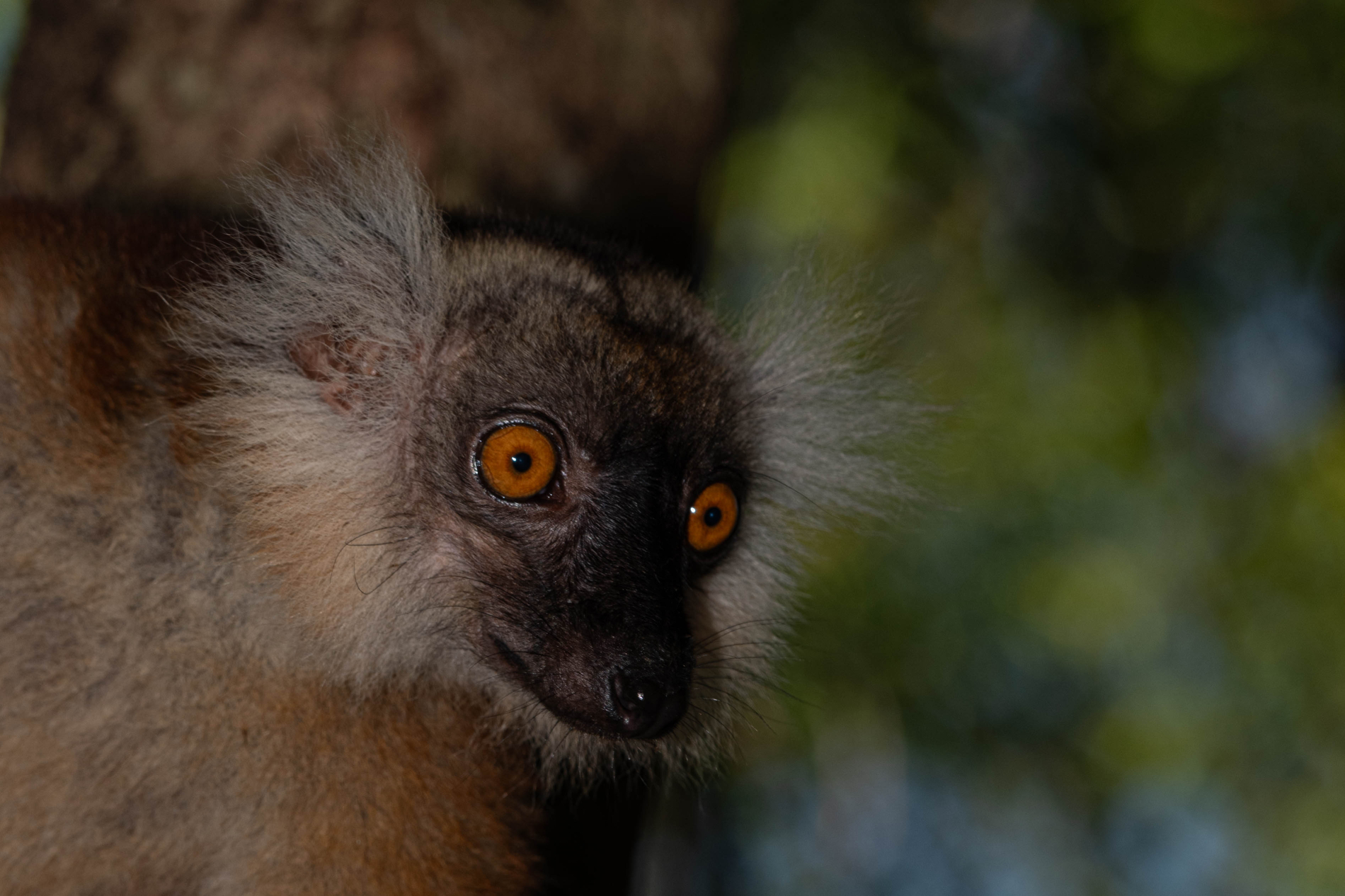 Fauna_Madagascar (43)