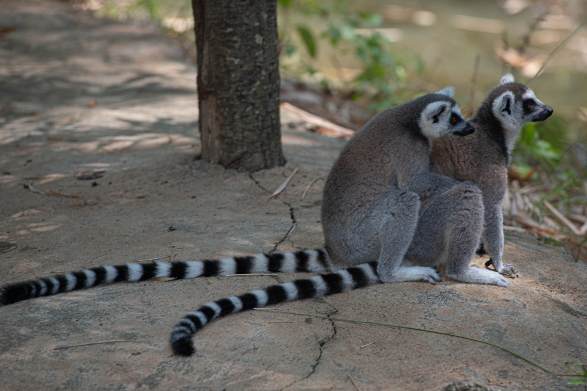 Fauna_Madagascar (45)