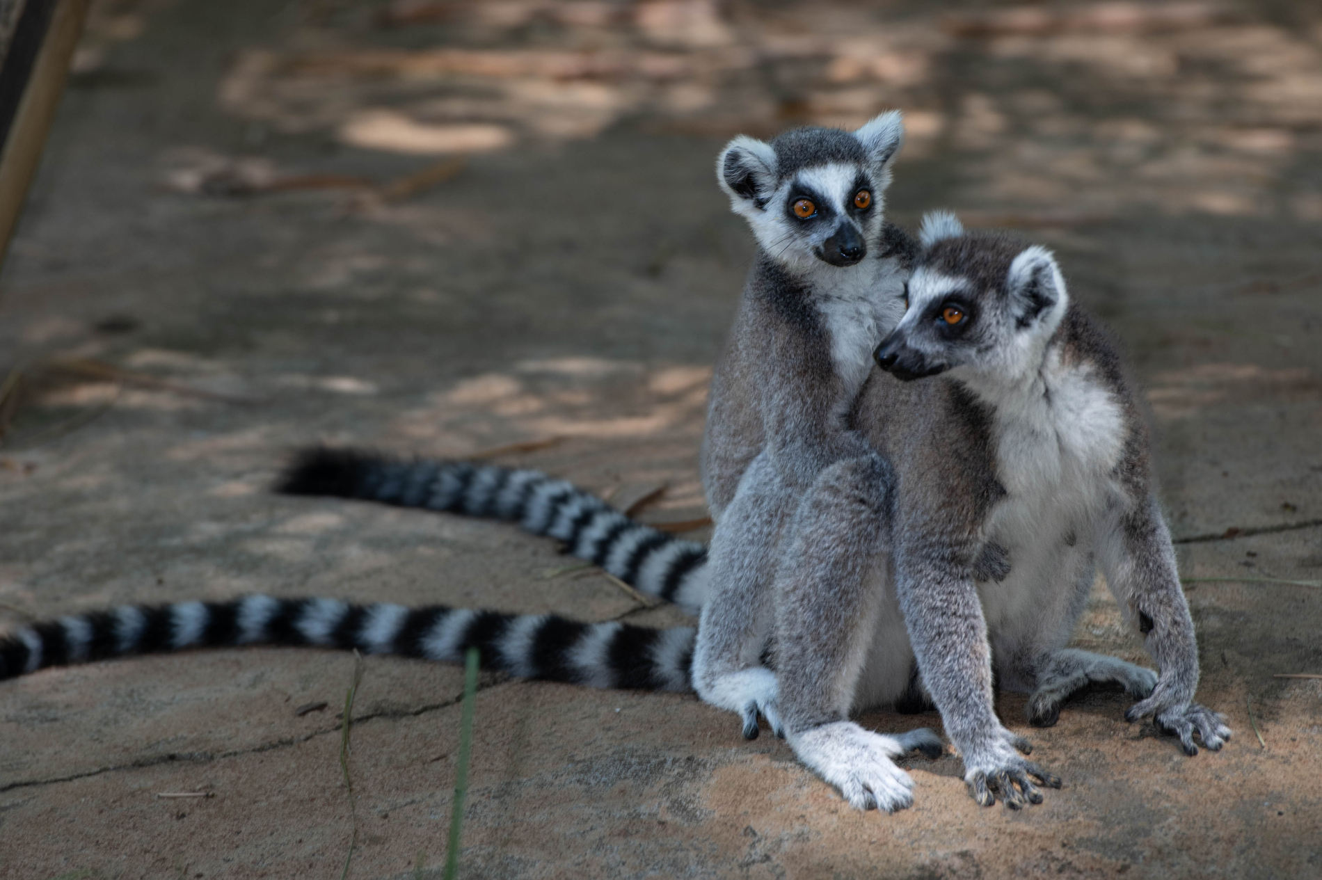 Fauna_Madagascar (46)