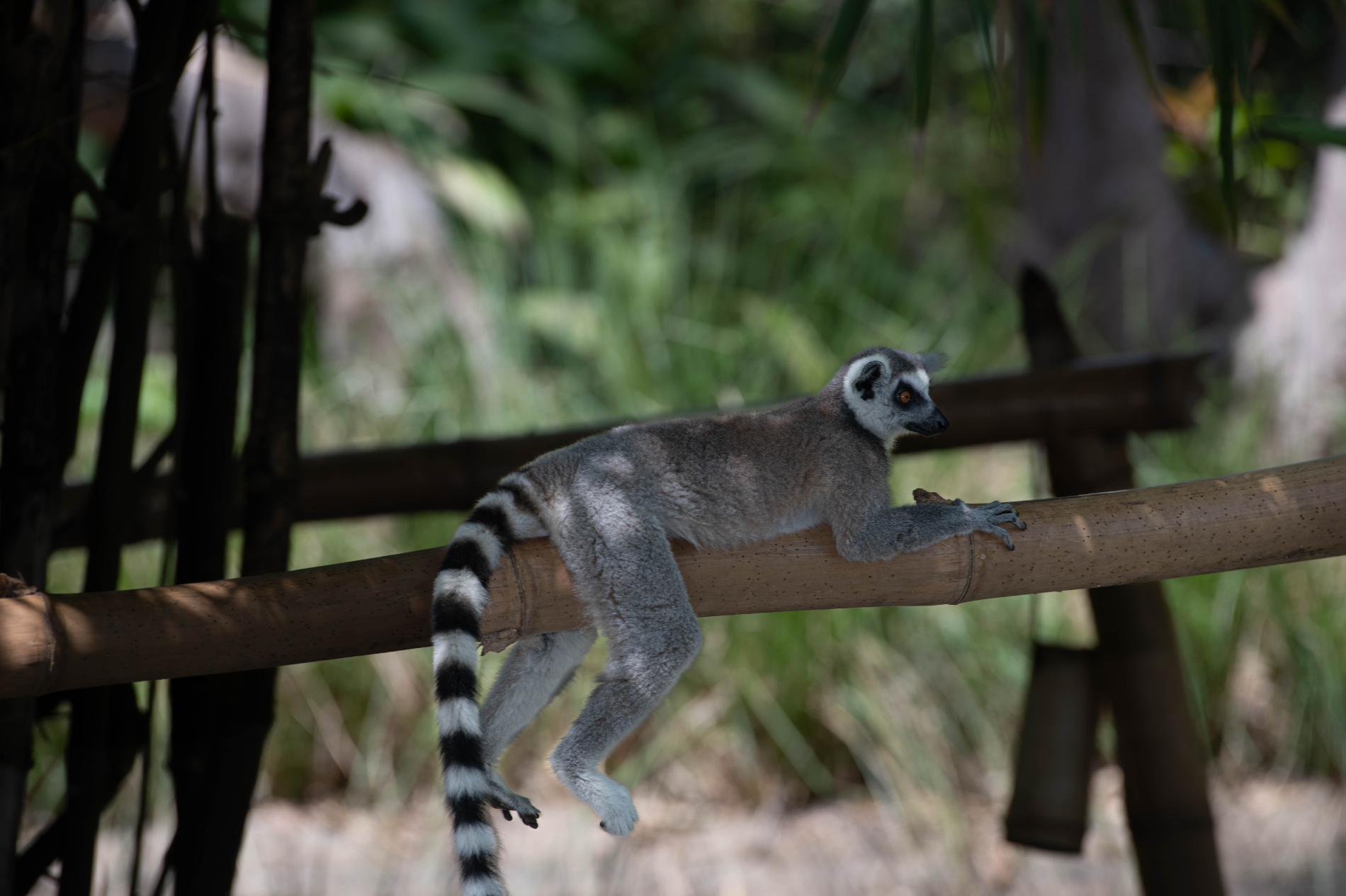 Fauna_Madagascar (48)