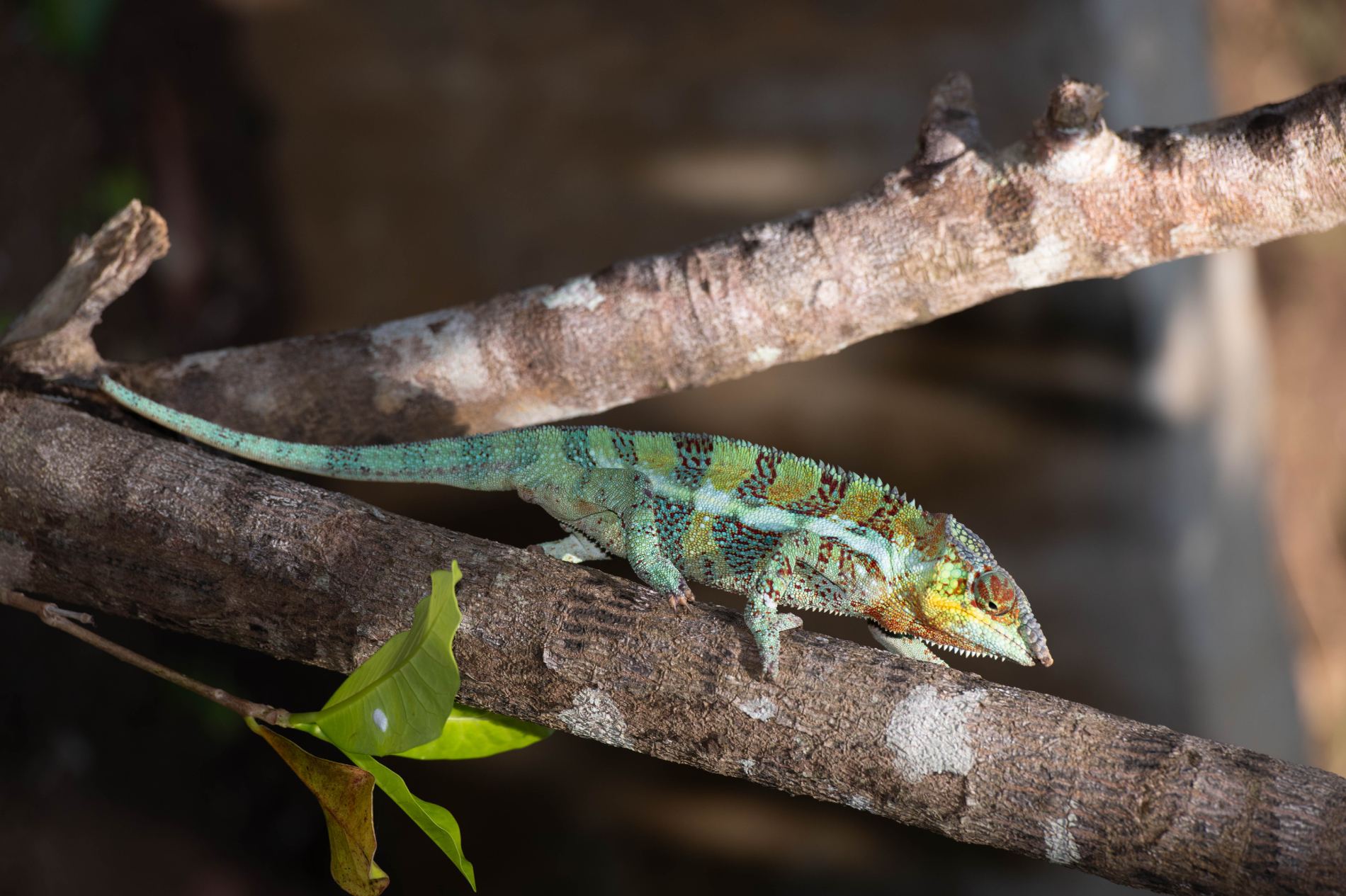 Fauna_Madagascar (52)