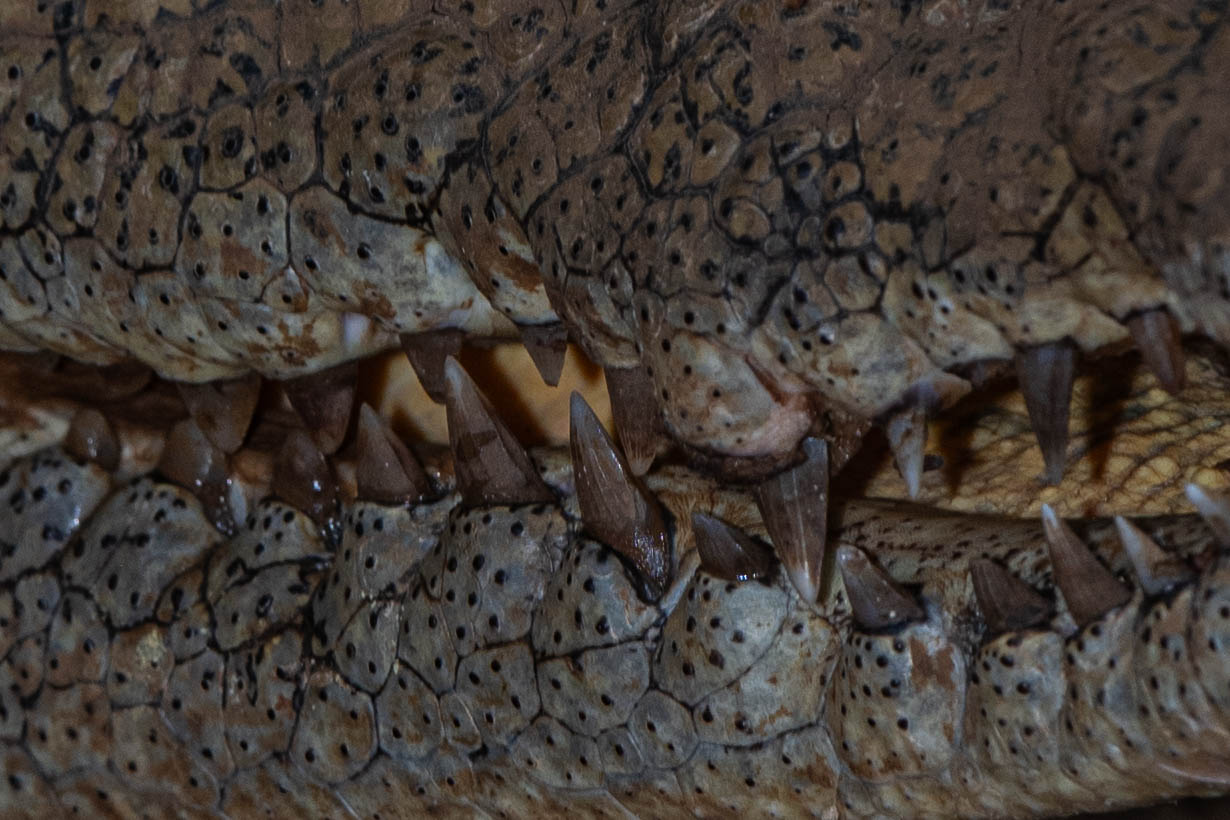 Fauna_Madagascar (54)