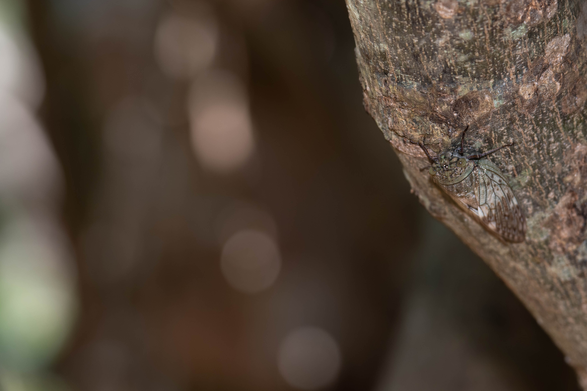 Fauna_Madagascar (55)