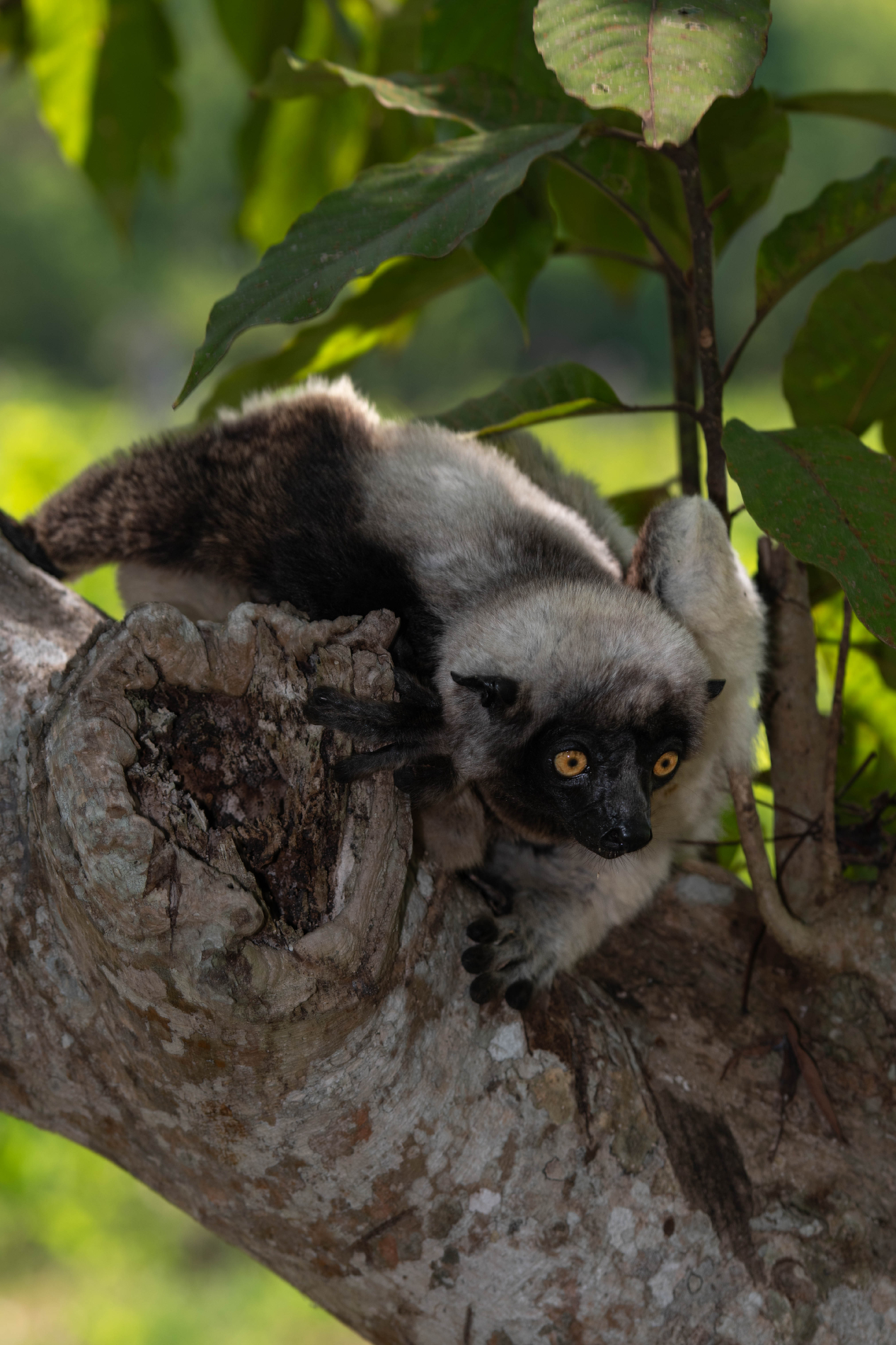 Fauna_Madagascar (56)