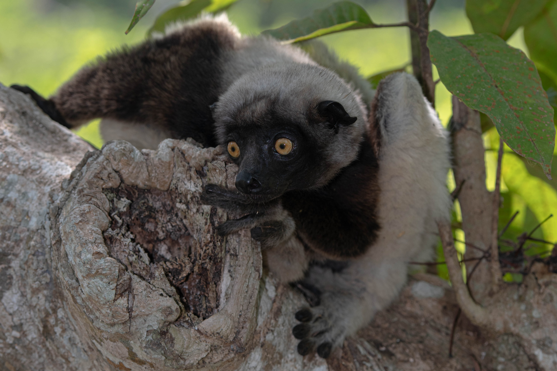 Fauna_Madagascar (57)