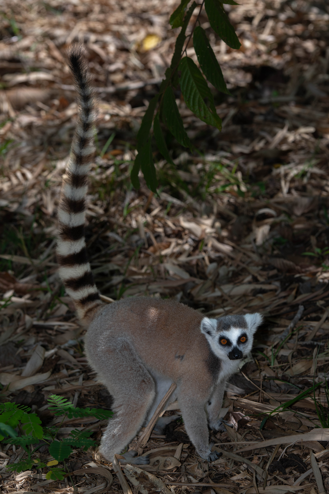 Fauna_Madagascar (58)