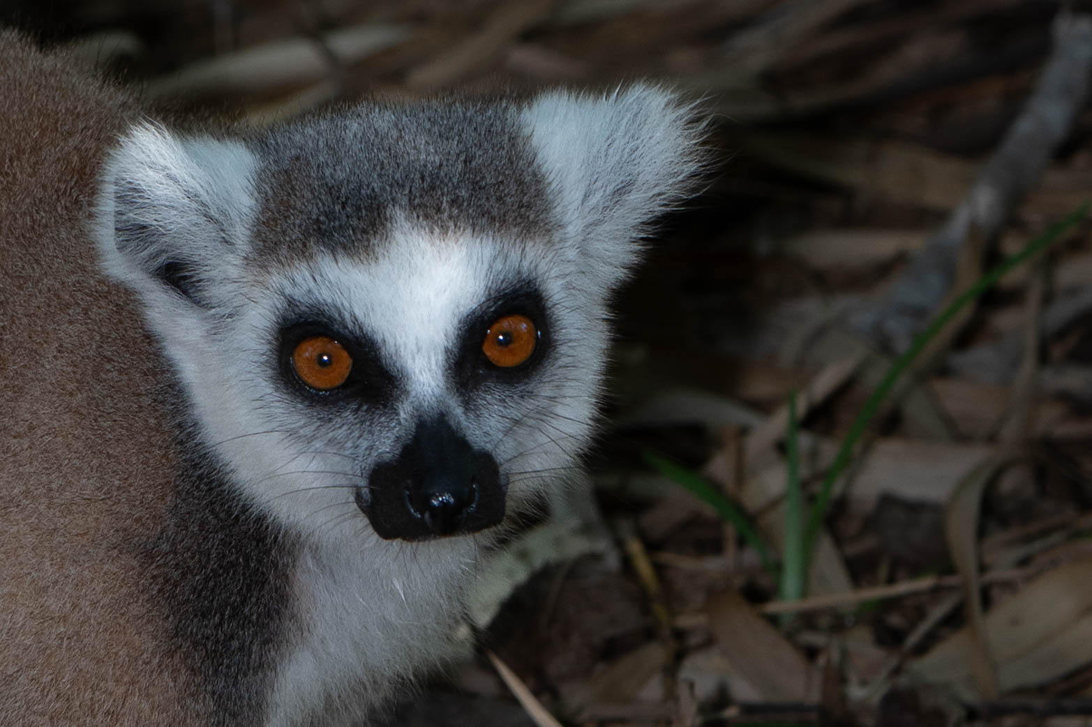 Fauna_Madagascar (59)