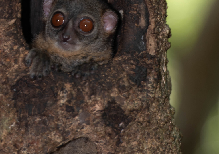 Fauna_Madagascar (12)