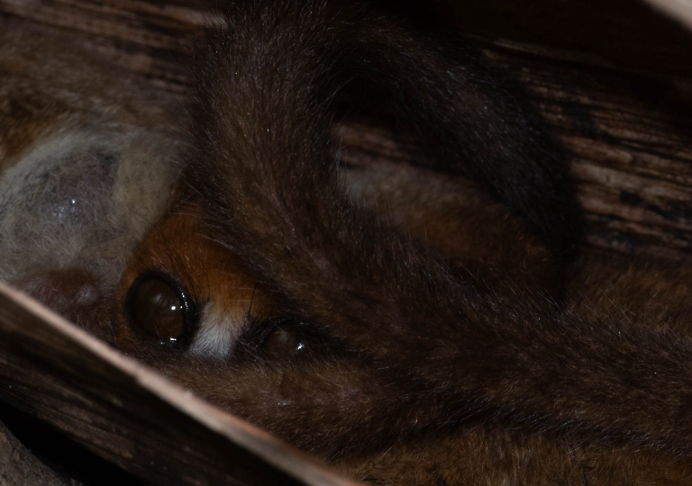 Fauna_Madagascar (1)