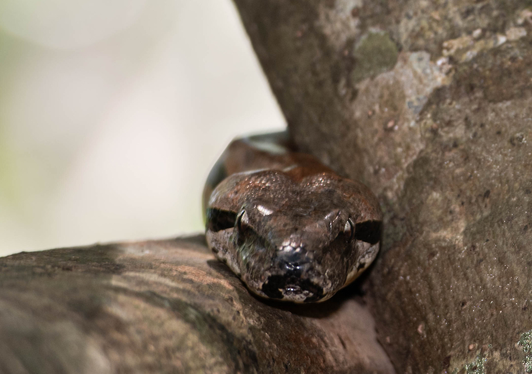 Fauna_Madagascar (20)