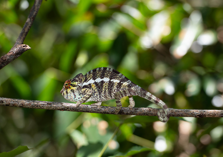 Fauna_Madagascar (21)
