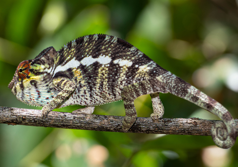 Fauna_Madagascar (22)