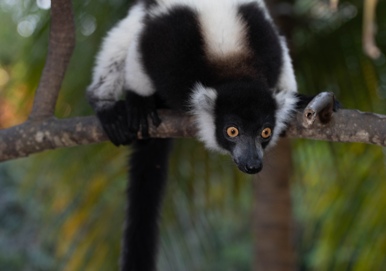 Fauna_Madagascar (24)