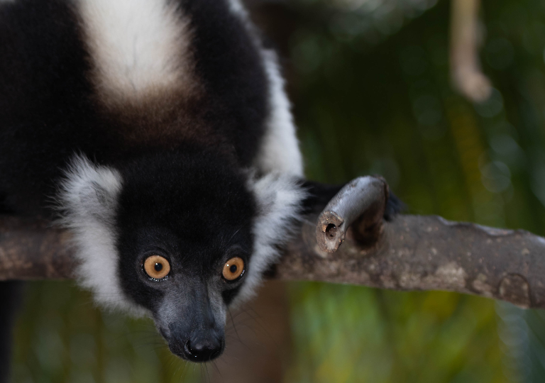 Fauna_Madagascar (25)