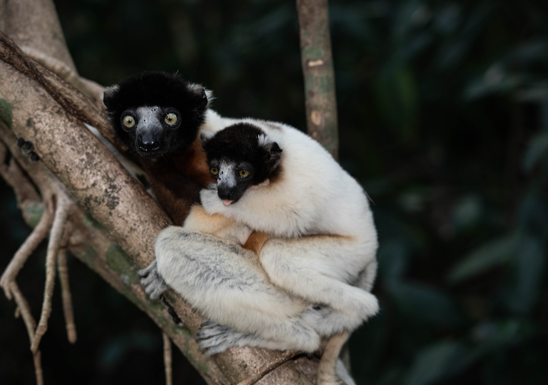 Fauna_Madagascar (29)