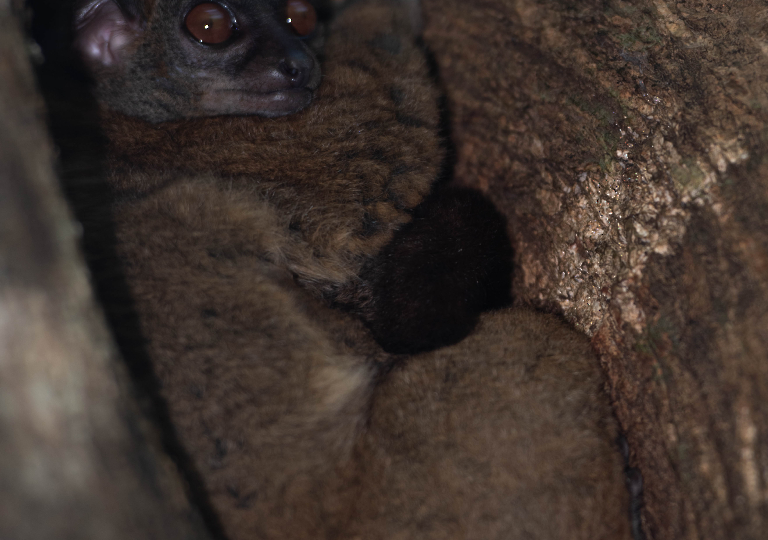 Fauna_Madagascar (2)