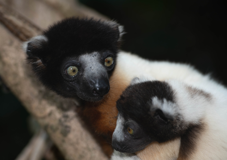 Fauna_Madagascar (30)