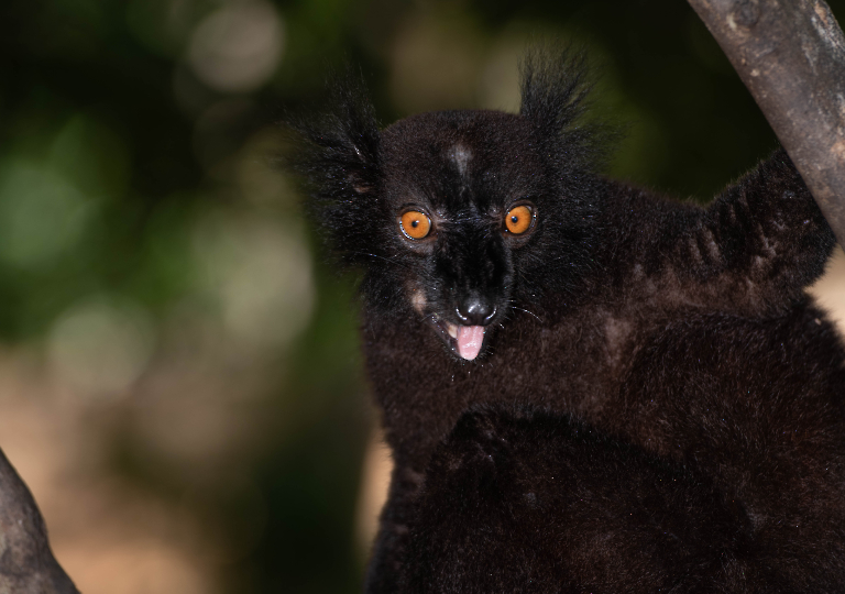 Fauna_Madagascar (37)