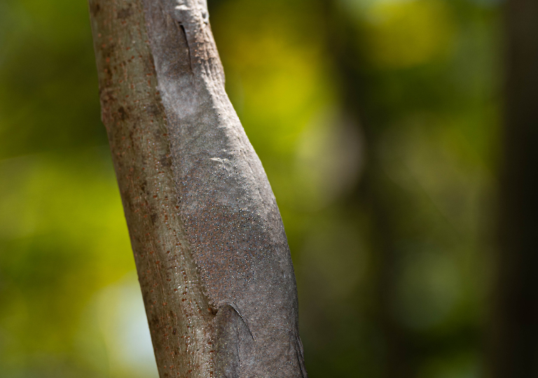 Fauna_Madagascar (3)