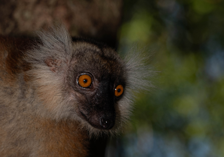 Fauna_Madagascar (43)