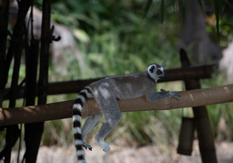 Fauna_Madagascar (48)