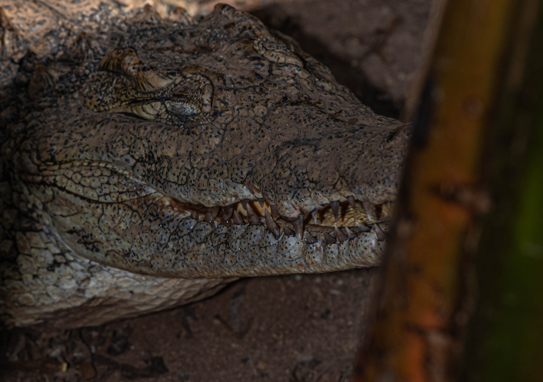 Fauna_Madagascar (53)