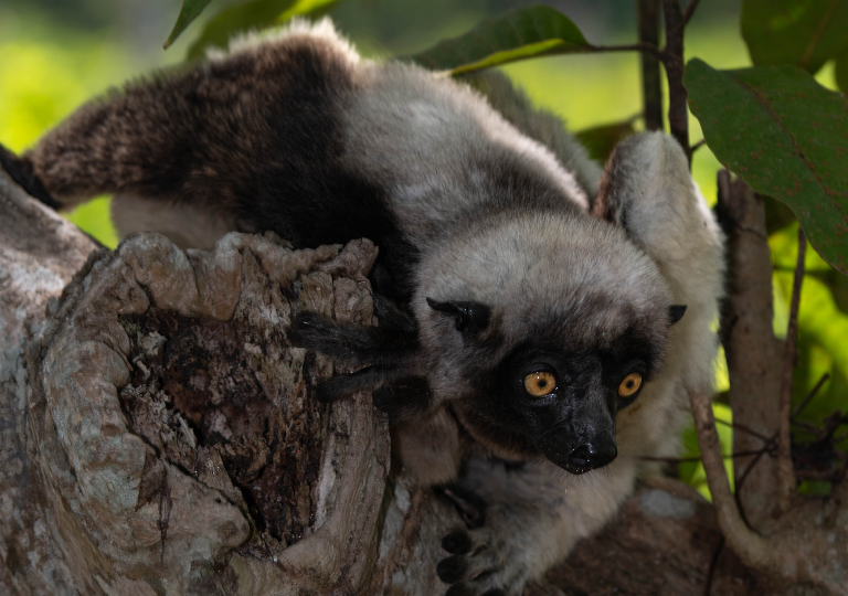 Fauna_Madagascar (56)