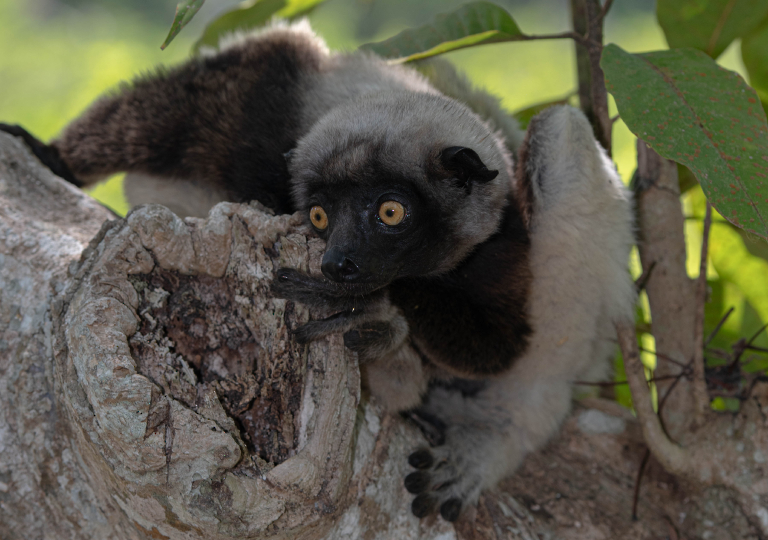 Fauna_Madagascar (57)