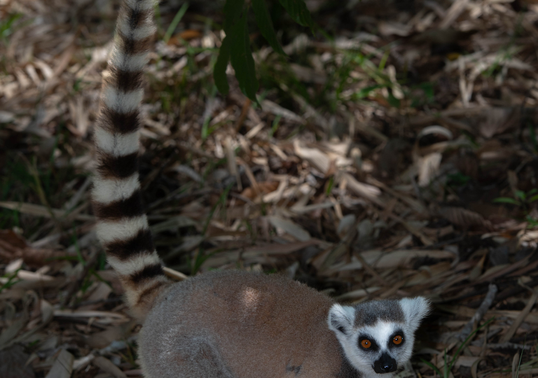 Fauna_Madagascar (58)