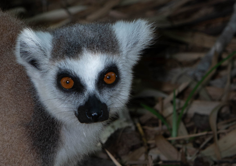 Fauna_Madagascar (59)