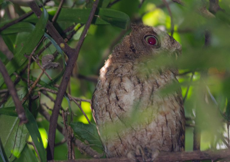 Fauna_Madagascar (5)