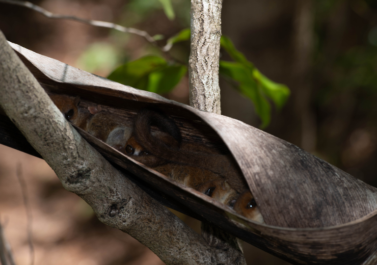 Fauna_Madagascar (6)