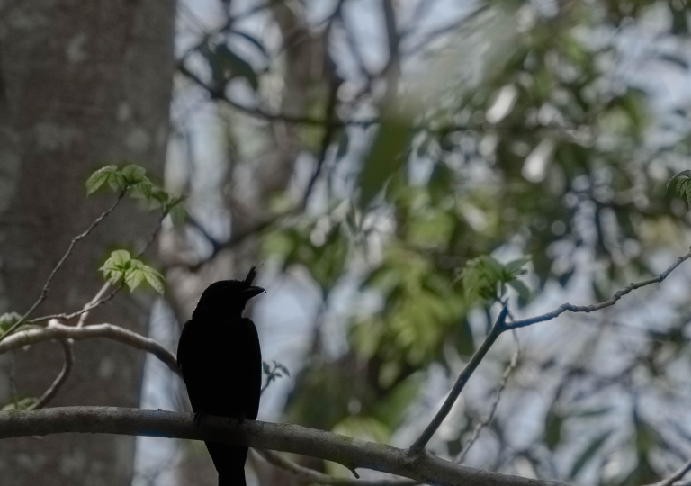 Fauna_Madagascar (7)